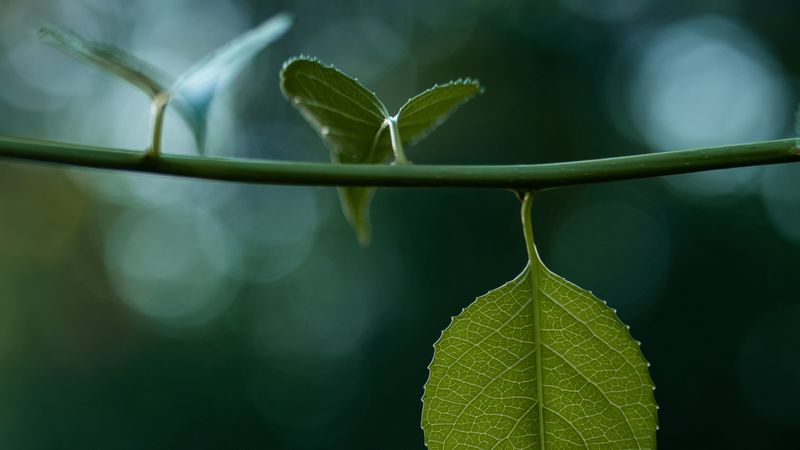 leaves, stem, green, macro, blur, bokeh, 4k