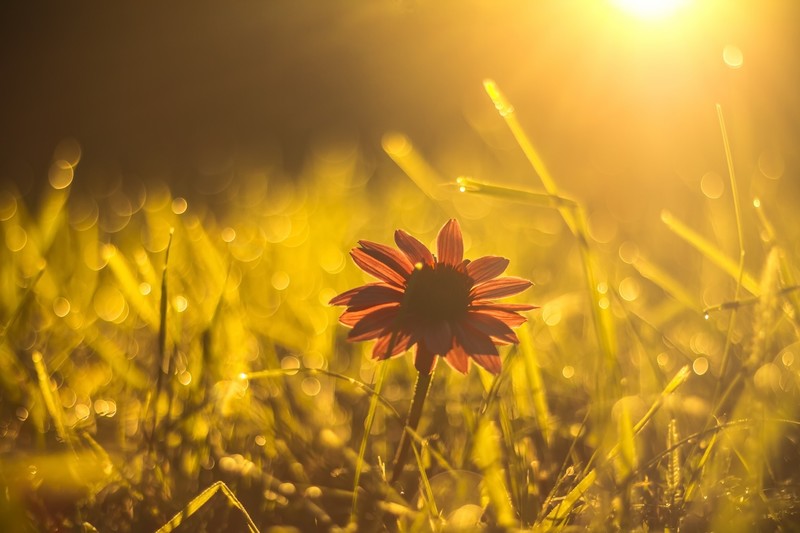 flowers, plants, sunlight, nature