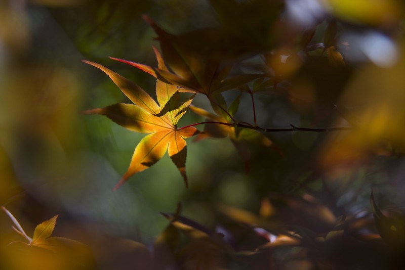 bokeh, nature, plants