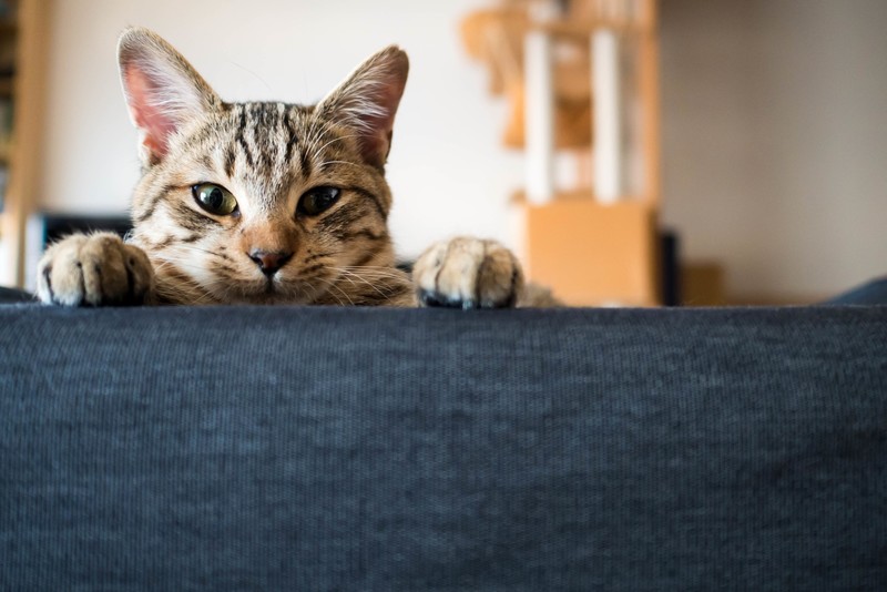 blue, room, animals, cats