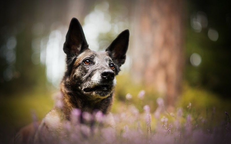 nature, dog, animals