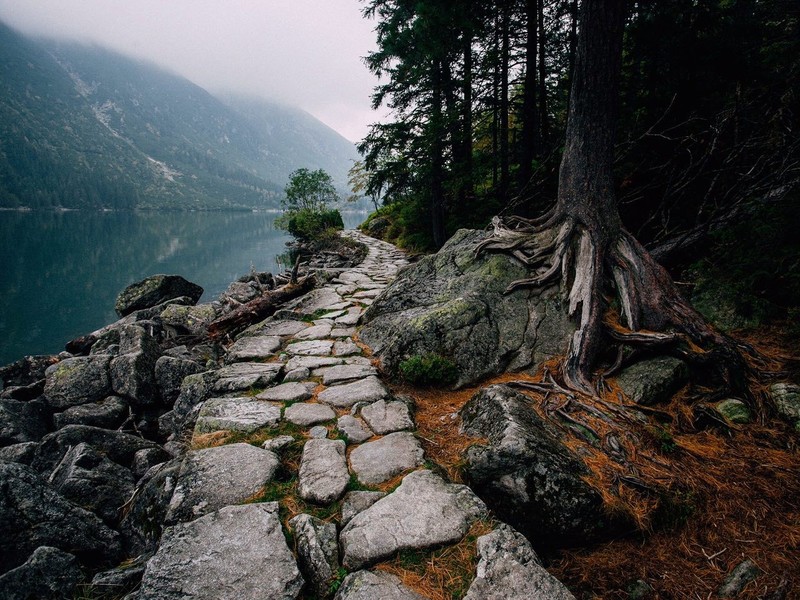 path, trees, lake, nature