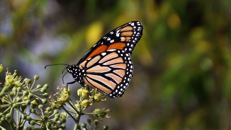monarch butterfly, butterfly, brown, closeup, 4k