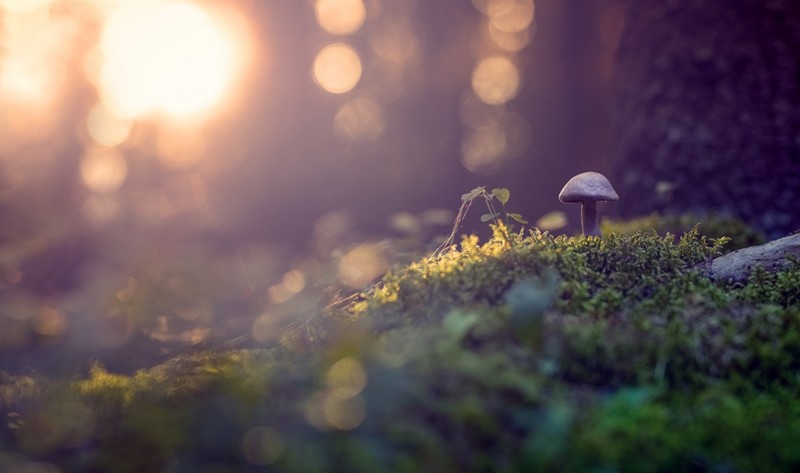 bokeh, nature, mushroom, plants