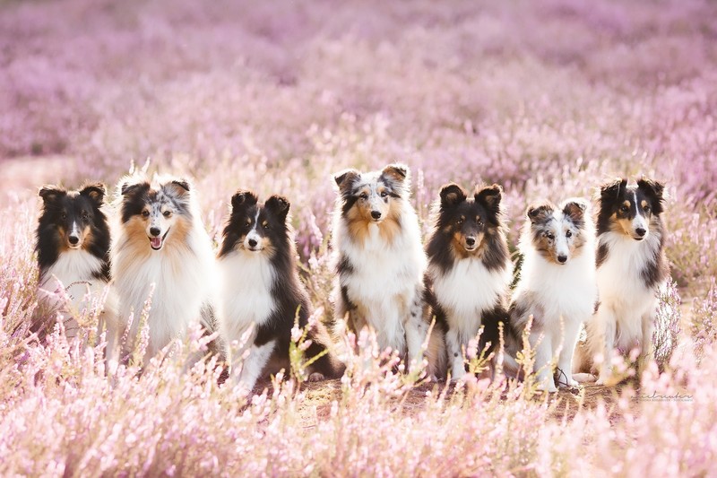 animals, nature, dog, good boy