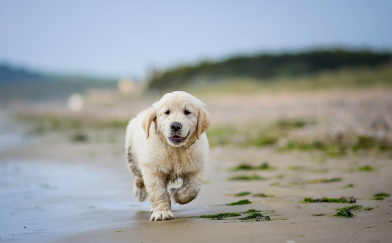 nature, dog, animals