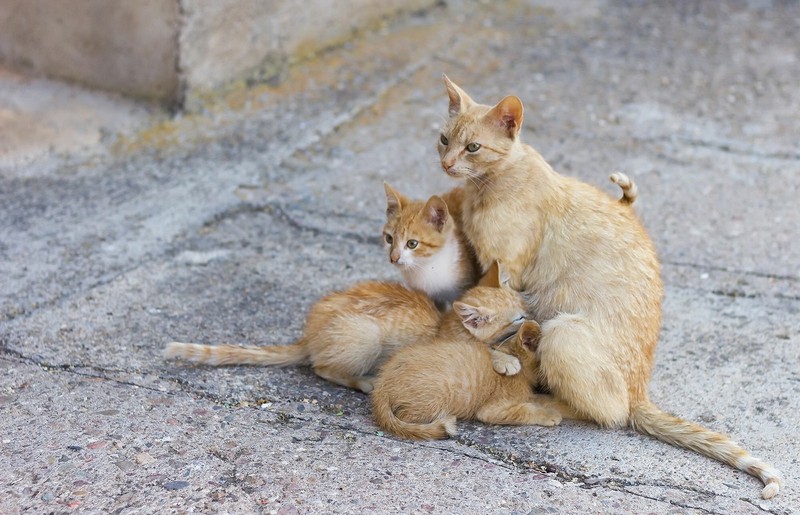 cats, animals, feline, outdoors
