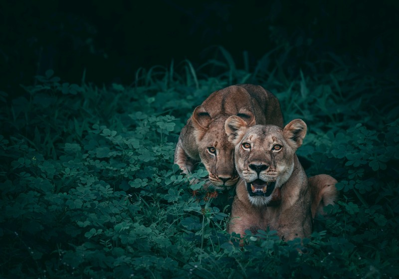 wildlife, nature, animals, lion