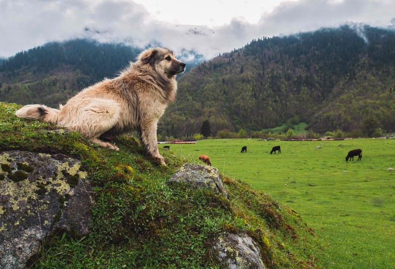 dog, landscape, photography, Georgia