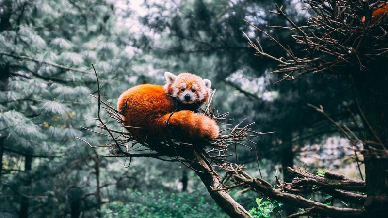 red panda, panda, wildlife, 4k