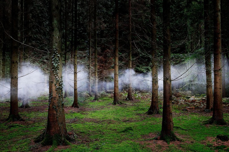 nature, landscape, trees, forest, mist, moss, plants