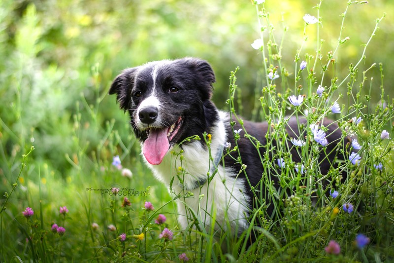 nature, grass, flowers, plants, animals, dog