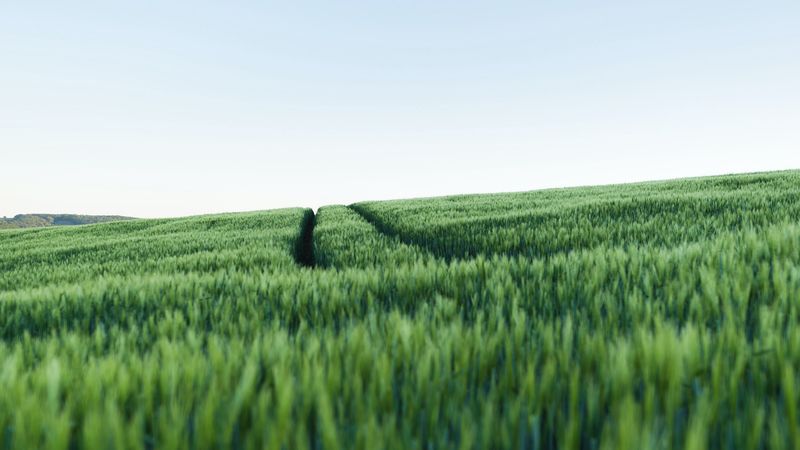 field, trace, hill, nature, 4k