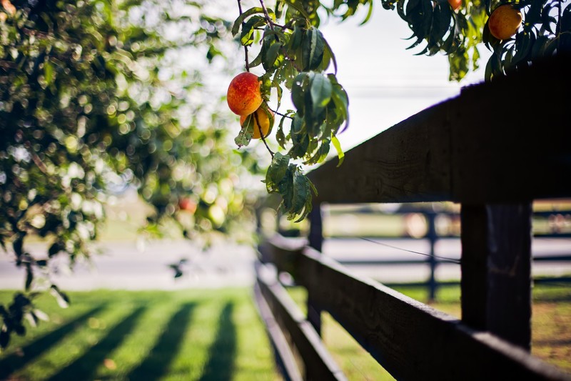 fruit, trees, fence, plants