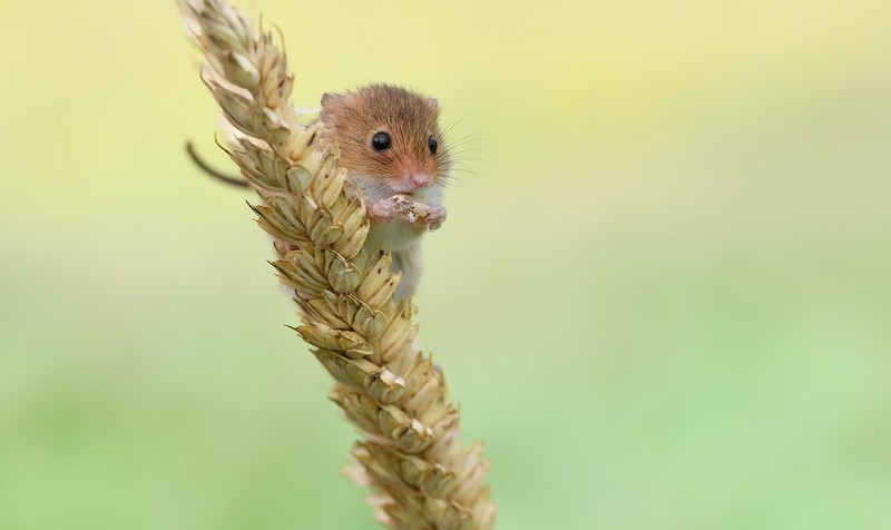 mice, animals, nature, mammals, wheat, outdoors