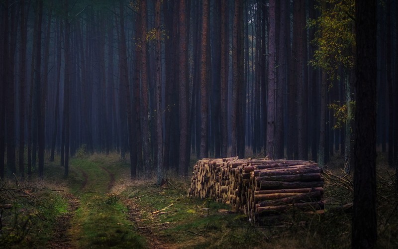 dark, wood, forest, trees, nature
