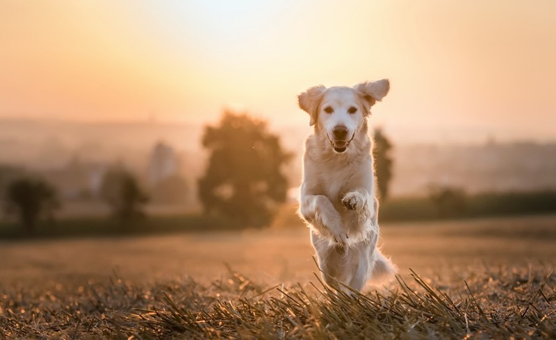 nature, animals, sunlight, dog