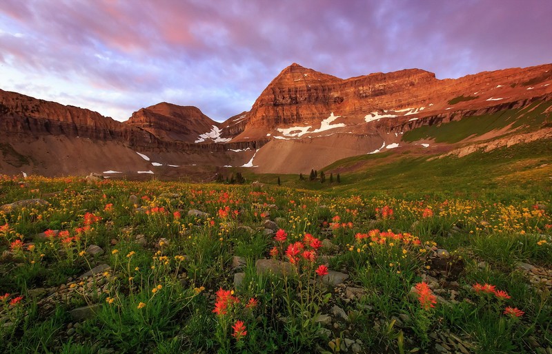 flowers, plants, landscape, nature
