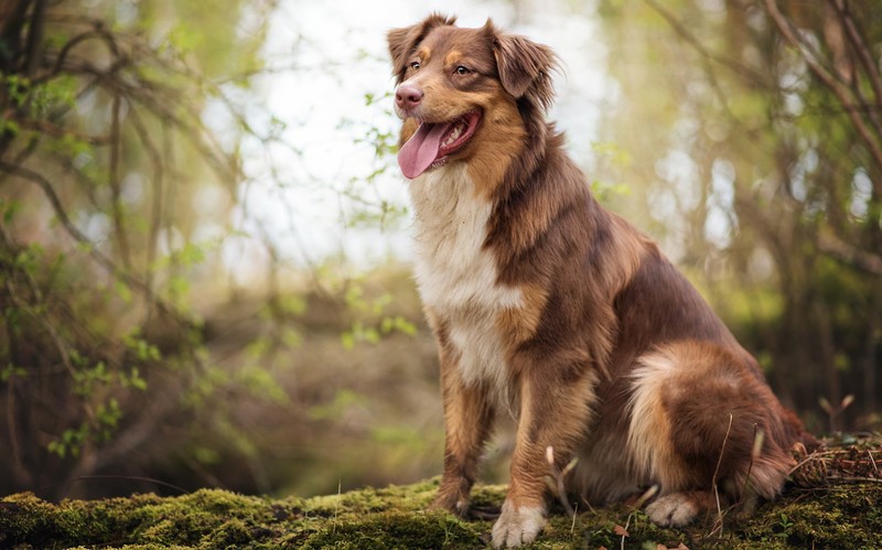 nature, animals, dog