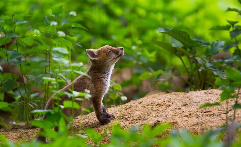 plants, green, fox, animals