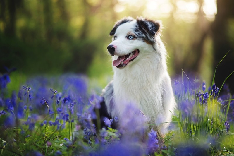 flowers, plants, nature, animals, dog
