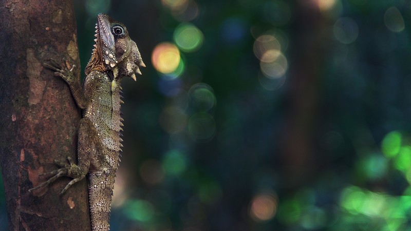 Ultra  HD, gecko, nature, wood, animals