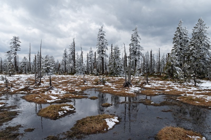 winter, nature, trees, landscape, swamp, snow, dead trees