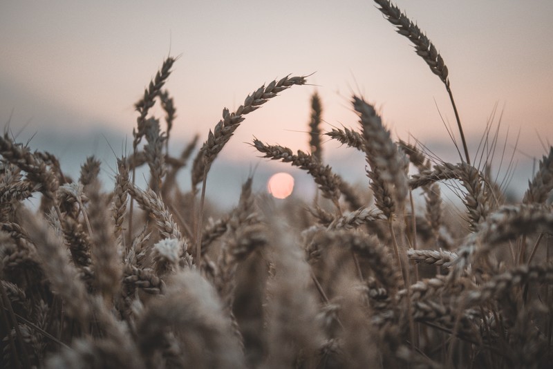 landscape, sunset, plants, wheat