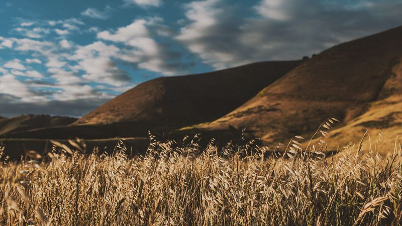grass, ears, sky, wind, 4k