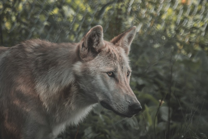 wolf, animals, mammals