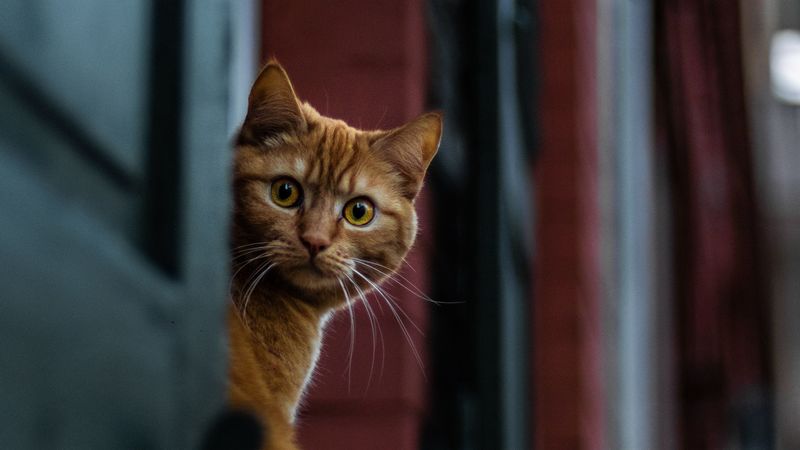 cat, spy, sight, wonder, 4k