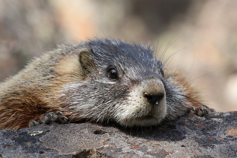 animals, nature, mammals, rodent