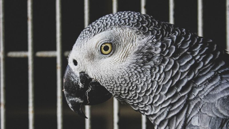 jaco, parrot, bird, gray, 4k