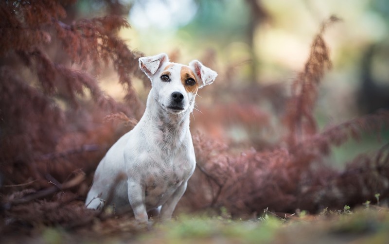 animals, dog, outdoors, plants