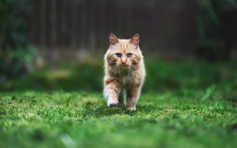 animals, cats, plants, grass