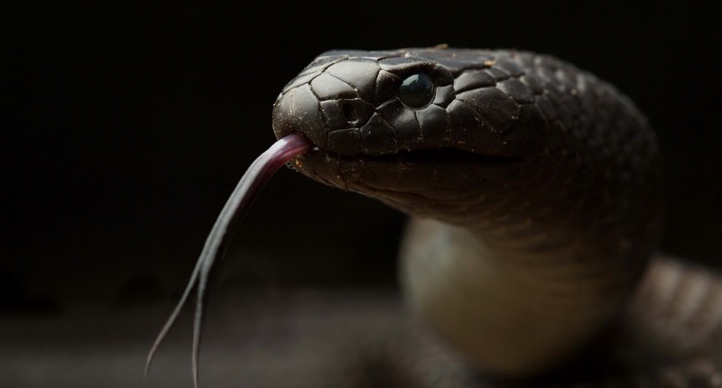 reptiles, animals, snake