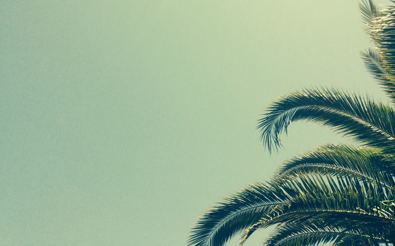 palm trees, minimalism, plants, leaves