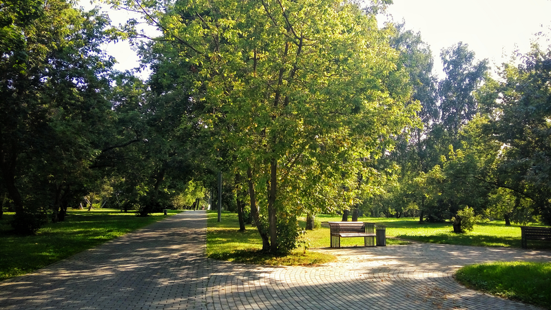 summer, trees, park, green, pavements, bench, dappled sunlight