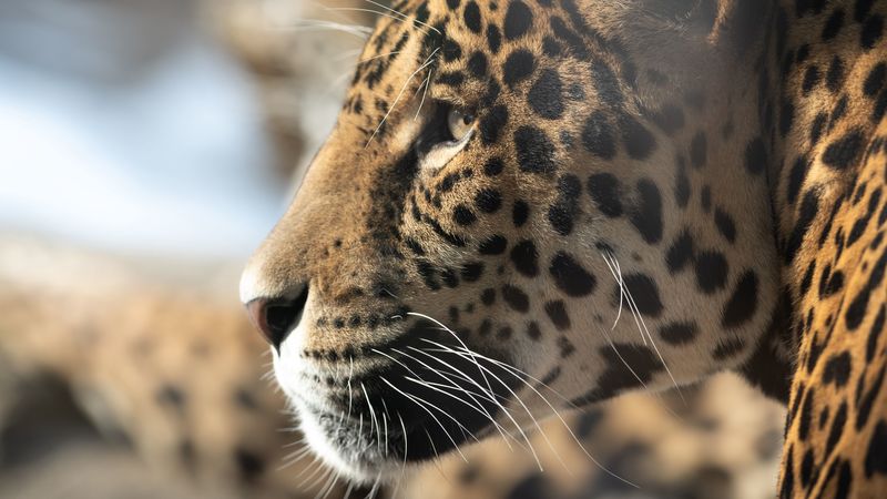 jaguar, big cat, muzzle, profile, look, 4k
