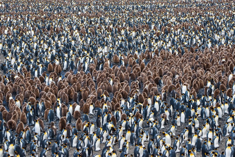 animals, penguins, birds