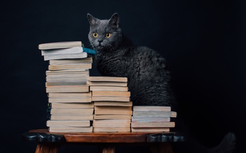 books, cats, animals