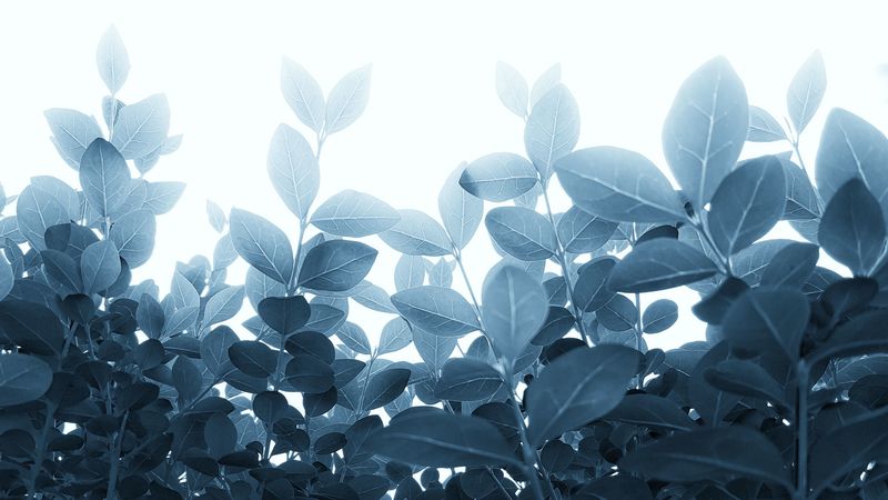 plants, leaves, stalks, branches, 4k