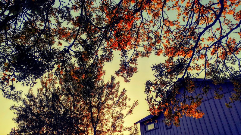 landscape, photography, trees, twigs, fall