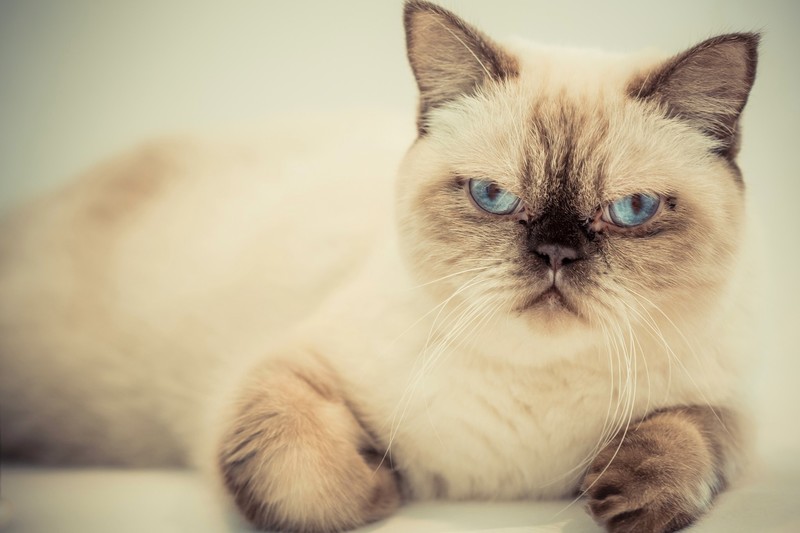 blue eyes, cats, animals