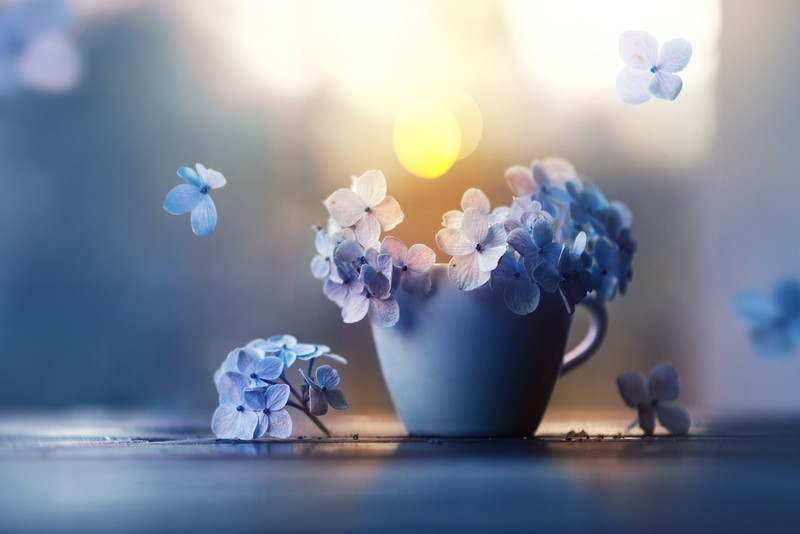 cup, plants, blue, flowers, violet, macro