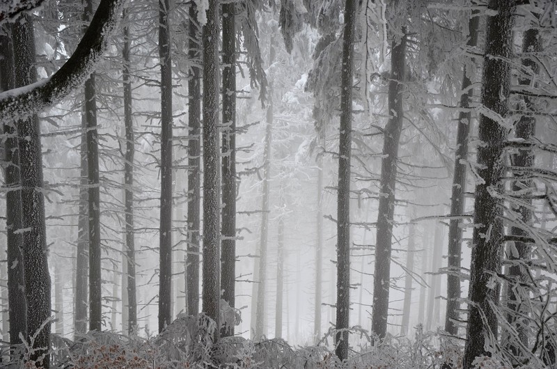 forest, winter, snow, trees