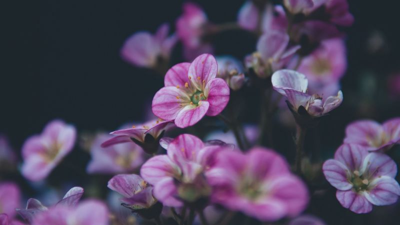 geranium, flower, purple, bloom, plant, decorative, 4k
