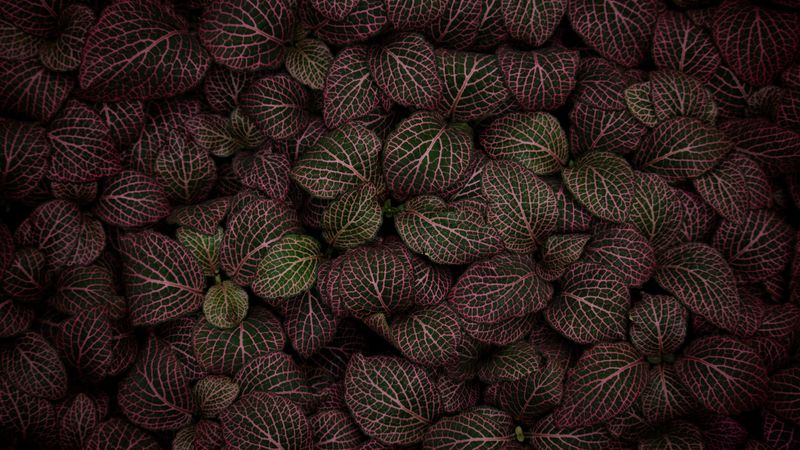 leaves, plant, striped, pink, 4k