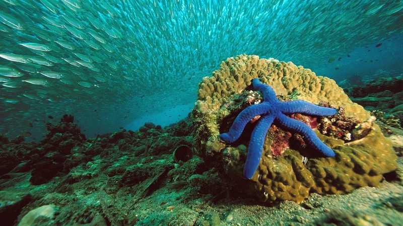 nature, starfish, sea, water, underwater, fish, coral