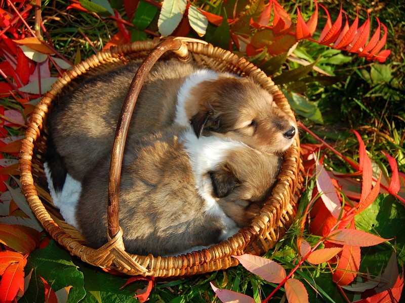 pet, puppies, leaves, grass